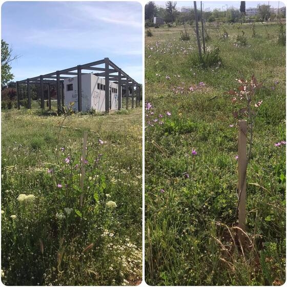 Ξεράθηκαν τα νέα δεντράκια που φυτεύτηκαν στο Πάρκο Αλτιναλμάζη!